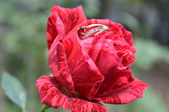 wedding ring on a red rose - Powered by Adobe