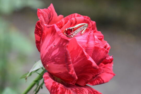 wedding ring on a red rose