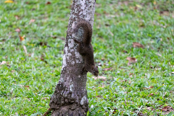 Fototapeta premium Squirrel climbing trees and getting food in nature.