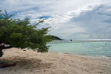 Green tropical tree leaf on white sand beach summer vacation
