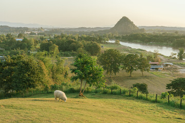  Sheep farm of Chiang Rai