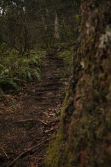 Trail with stair