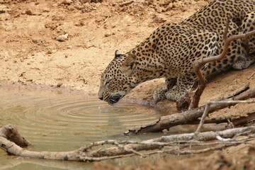 Sri Lankan Leopardin Wilpattu National Park, Sri Lanka 