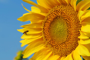 Naklejka premium A bee flies up to a beautiful sunflower