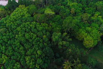 Naklejka premium Aerial view sunrise morning tropical rainforest with green tree ecology