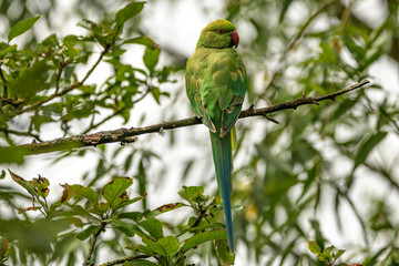 Parakeet a green parrot in a tree