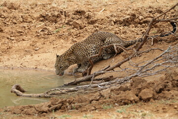Sri Lankan Leopardin Wilpattu National Park, Sri Lanka 