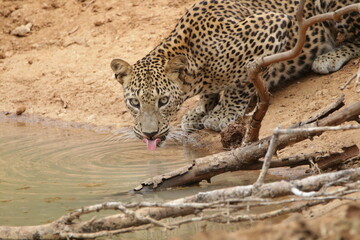 Sri Lankan Leopardin Wilpattu National Park, Sri Lanka 