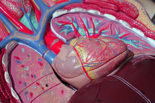 Model of internal organs of people, organization of the human body