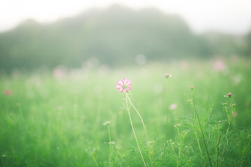 寂しそうな一輪のコスモス