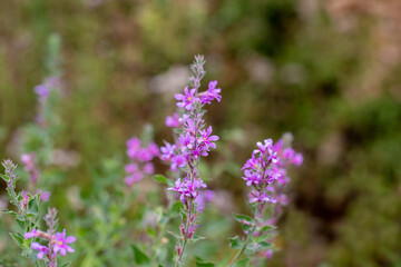 Lilac colored lythrum salicaria flower in the rural area of ​​Siirt province, Southeastern Anatolia region