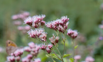 Eupatorium cannabinum L. plant in the rural area of ​​Siirt province, Southeastern Anatolia region