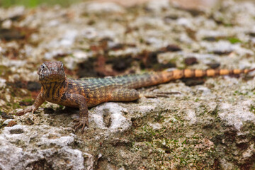 Fototapeta premium Lizard Leiocephalus carinatus in downtown La Habana (Havana), Cuba