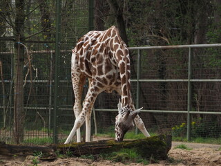 Giraffe 2