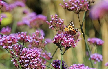 Closeup of a Painted Lady butterfly perched on on Verberna blooms, Norfolk England
