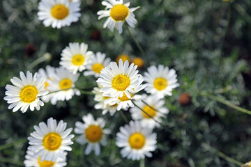 Macro image of Dyer's Chamomile flowers, Norfolk England
