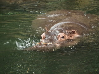 Flusspferd 2