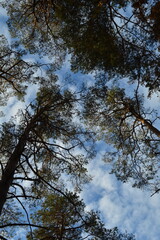 girls against the blue sky