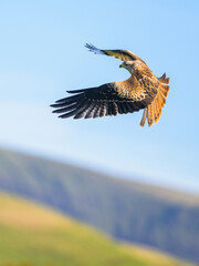 Red Kite, Milvus milvus, bird in flight