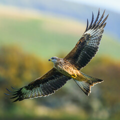 Red Kite, Milvus milvus, bird in flight
