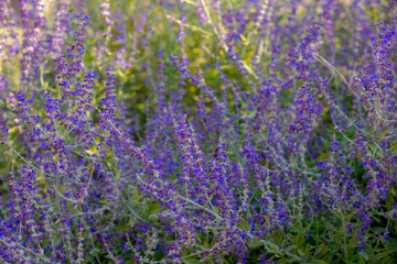 Selective focus blue spire flowers in the garden with sunlight, Salvia yangii or Perovskia atriplicifolia is a flowering herbaceous perennial plant and subshrub, Nature floral pattern background. © Sarawut