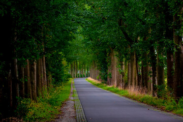 Countryside road with tree trunks and leaves along the both side, Beginning of Autumn landscape with street in dark toned, Narrow of trees along the roadside in Dutch province of Utrecht, Netherlands.