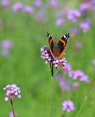 Red Admiral butterfly feeding on Verberna blooms, Norfolk England
