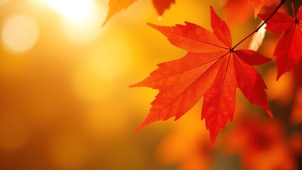 Fototapeta premium Autumn maple leaves in the sun. Atmospheric. Autumn postcard. copy space