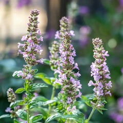 Fototapeta premium Beautiful Basil Thyme Clinopodium Acinos Flowers In The Garden