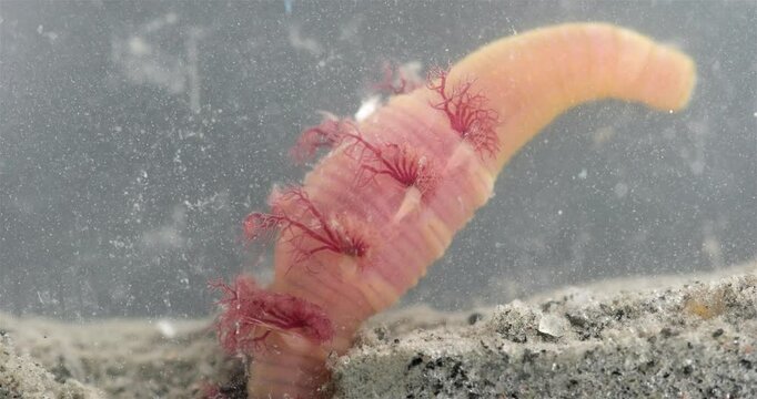 Worm Arenicola marina stuck his back end with gills out of hole close-up, class Polychaeta. They inhabit the intertidal zone and dig holes in silty-sandy soil. White Sea