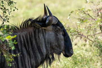 Closeup of a blue Wildebeesst, Kruger National Park, South Africa
