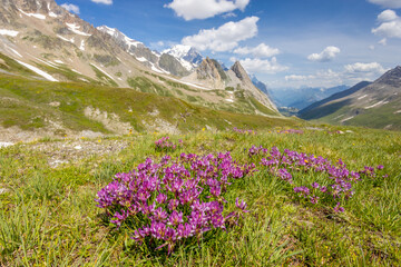 Fototapeta premium Flowers in blossom in spring and summer in the mountain valley of the Alps. Alpine meadow full of beautiful colorful blooming flowers and green grass with the mountain rocky peaks on the background