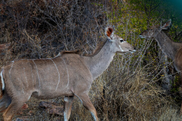 A female kudu in Marakele National Park, South Africa