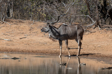 A male kudu at a watehole, Marakele National Park, South Africa