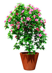 Naklejka premium 3D Rendering Hibiscus Plant on White