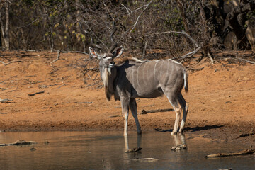 A male kudu  at a waterhole, Marakele National Park, South Africa