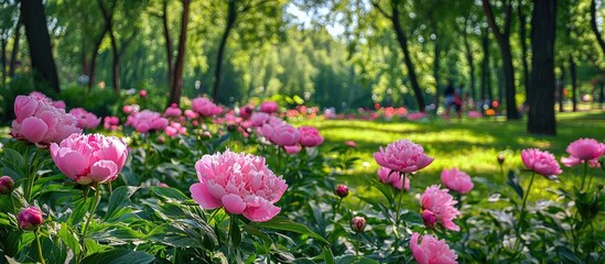 Obraz premium A Flower Of A Peony Is Spread In The Park