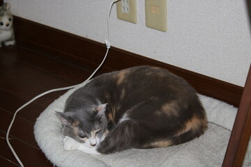 キキ、猫、子猫、三毛猫、かわいい、家族、眠い、