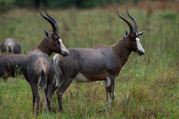 Two blesbok standing in the rain, rietvlei nature Reserve, South Africa
