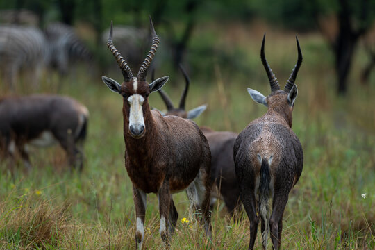 Two blesbok standing in the rain, Rietvlei Nature Reserve, South Africa