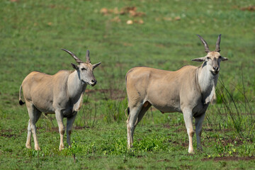 Two adult male Eland, Rietvlei Nature Reserve, South Africa