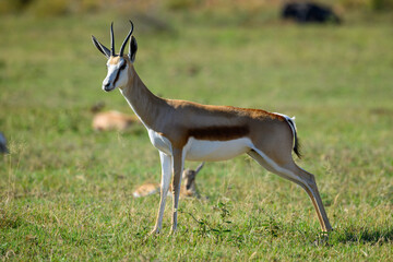 An adult springbok standing in a green field. Pilanesberg national Park, South Africa