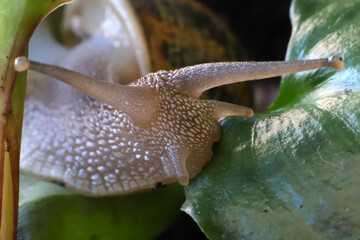 Macro photography of the head and face of a snail on a green leaf. Super macro detail. Invertebrate animal. Garden pest.	
