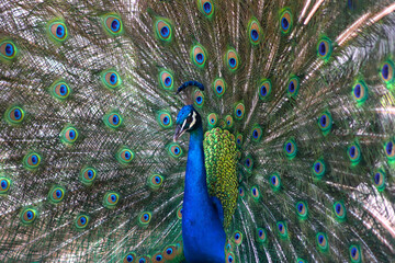 Obraz premium Peacock with its tail with feathers spread. Domestic farm bird. Peacock in mating season. Bird with blue and green feathers.