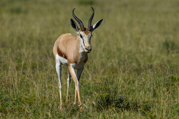 An adult springbok walking in a green field. Pilanesberg national Park, South Africa