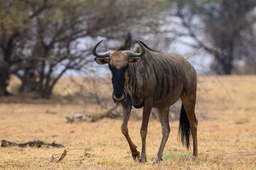 A wildebeest in the Pilanesberg National Park, South Africa