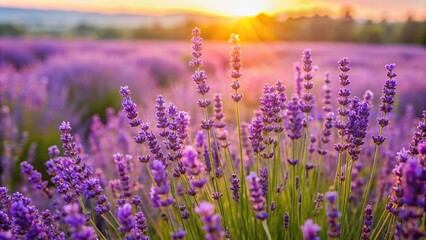 Fototapeta premium A field of lavender flowers swaying gently in the breeze on a warm summer day, landscape, garden, purple flowers, summer