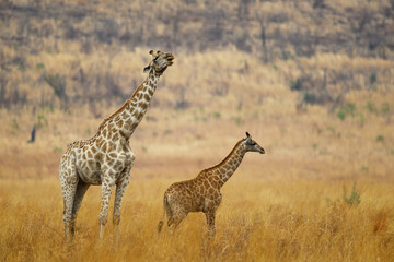 A female giraffe and her calf in a field of yellow grass, Pilanesberg National Park, South Africa