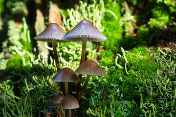 A view of mushrooms in a hollow tree