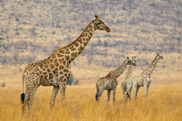 Giraffe in a field of yellow grass, Pilanesberg National Park, South Africa
